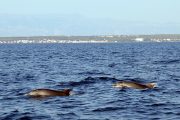 Dolphins swimming in Zadar Channel