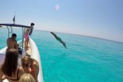 sakarun beach boat tour man jumping from a speedboat