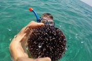 man snorkelling on a boat trip and holding sea urchin