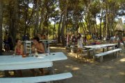 pine trees beach bar camping on dugi otok