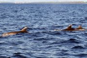 dolphins swimming in the adriatic sea