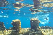 people Snorkel around sunken ship with with Curious School of Fish