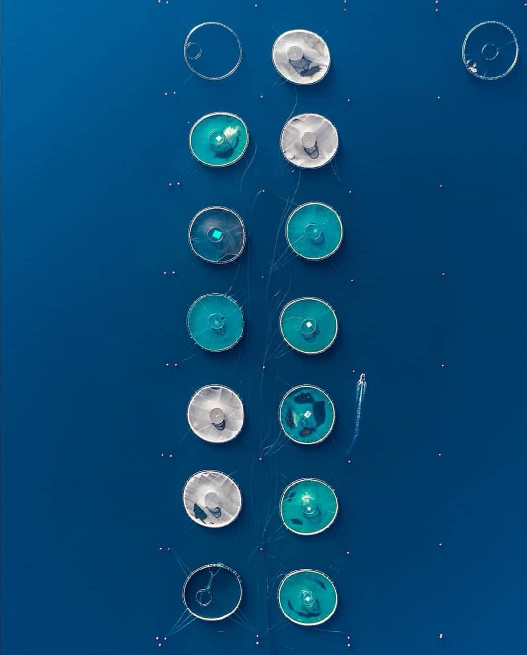 Local products in Zadar Kali bleufin tuna