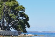 pine trees on galevac island