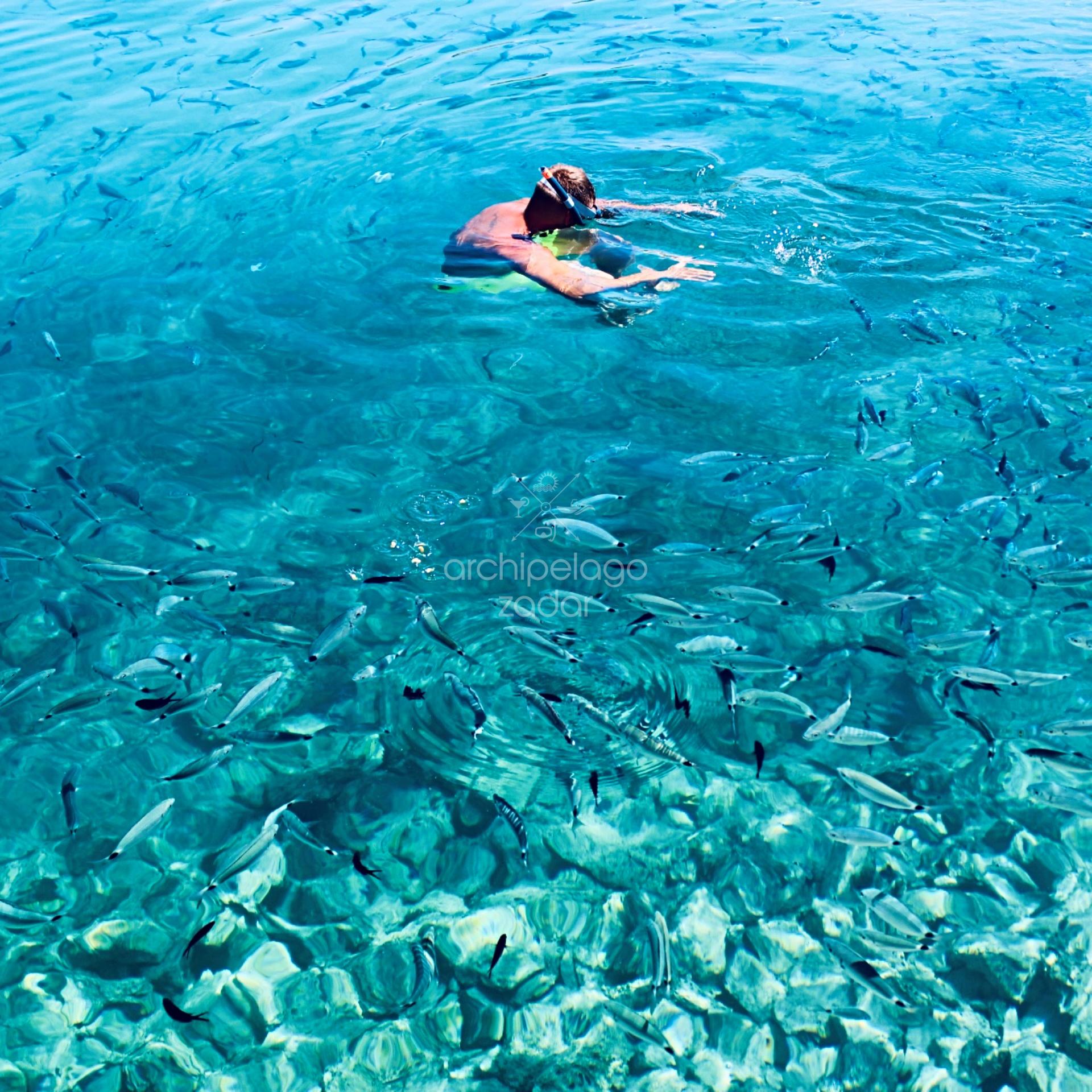 snorkeling with fish in zadar archipelago
