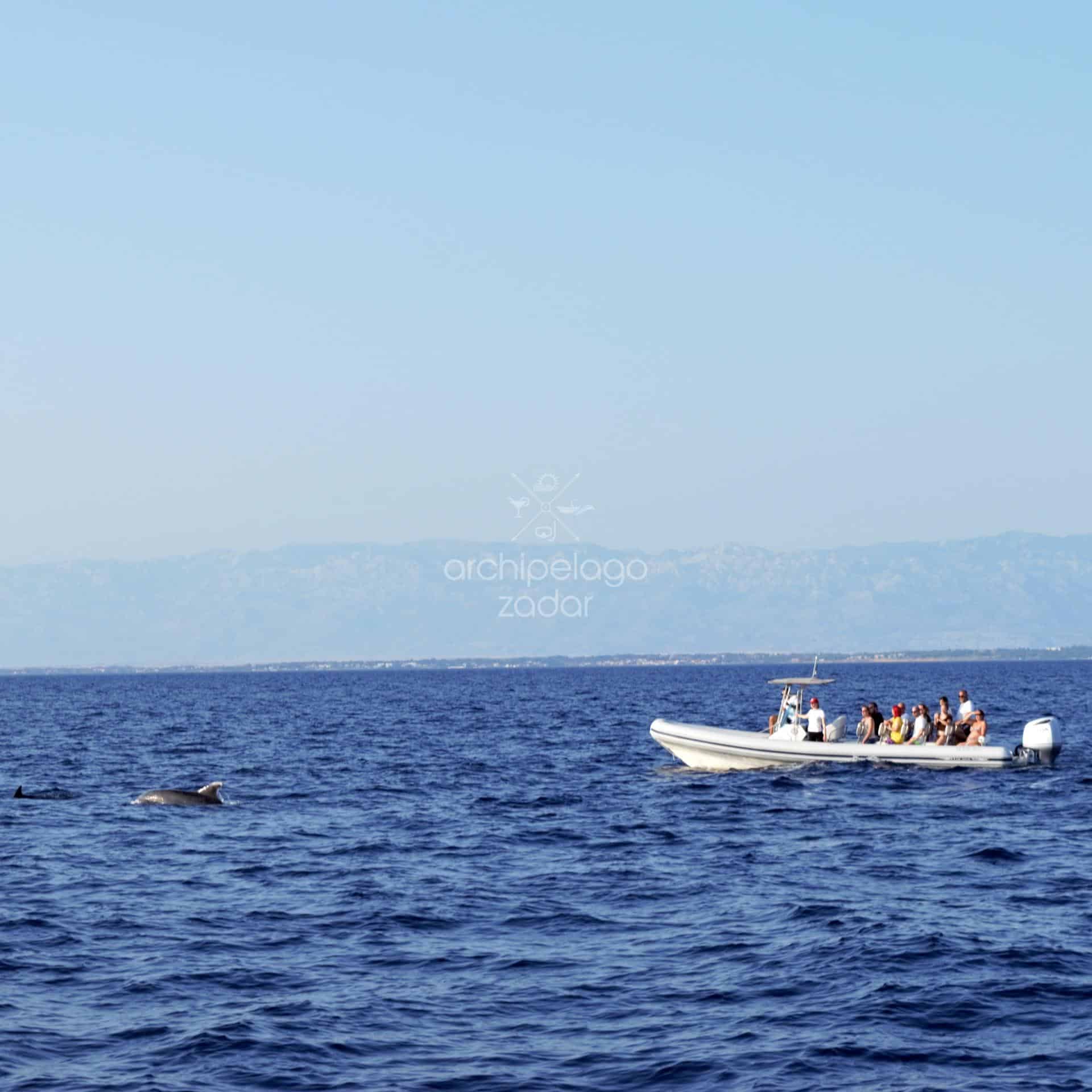 dolphin watching people in speedboat