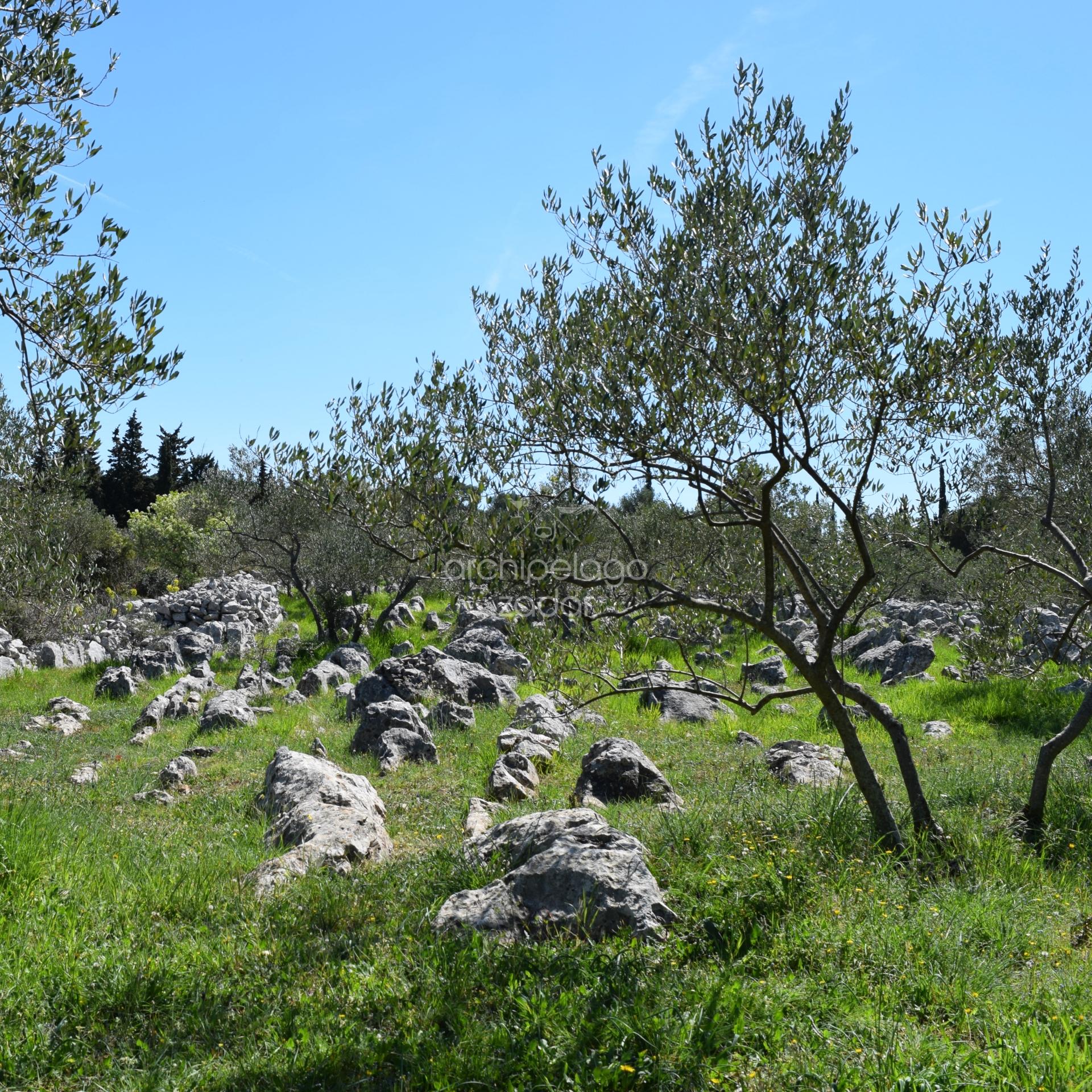 ugljan island olive trees molat and ugljan boat tour