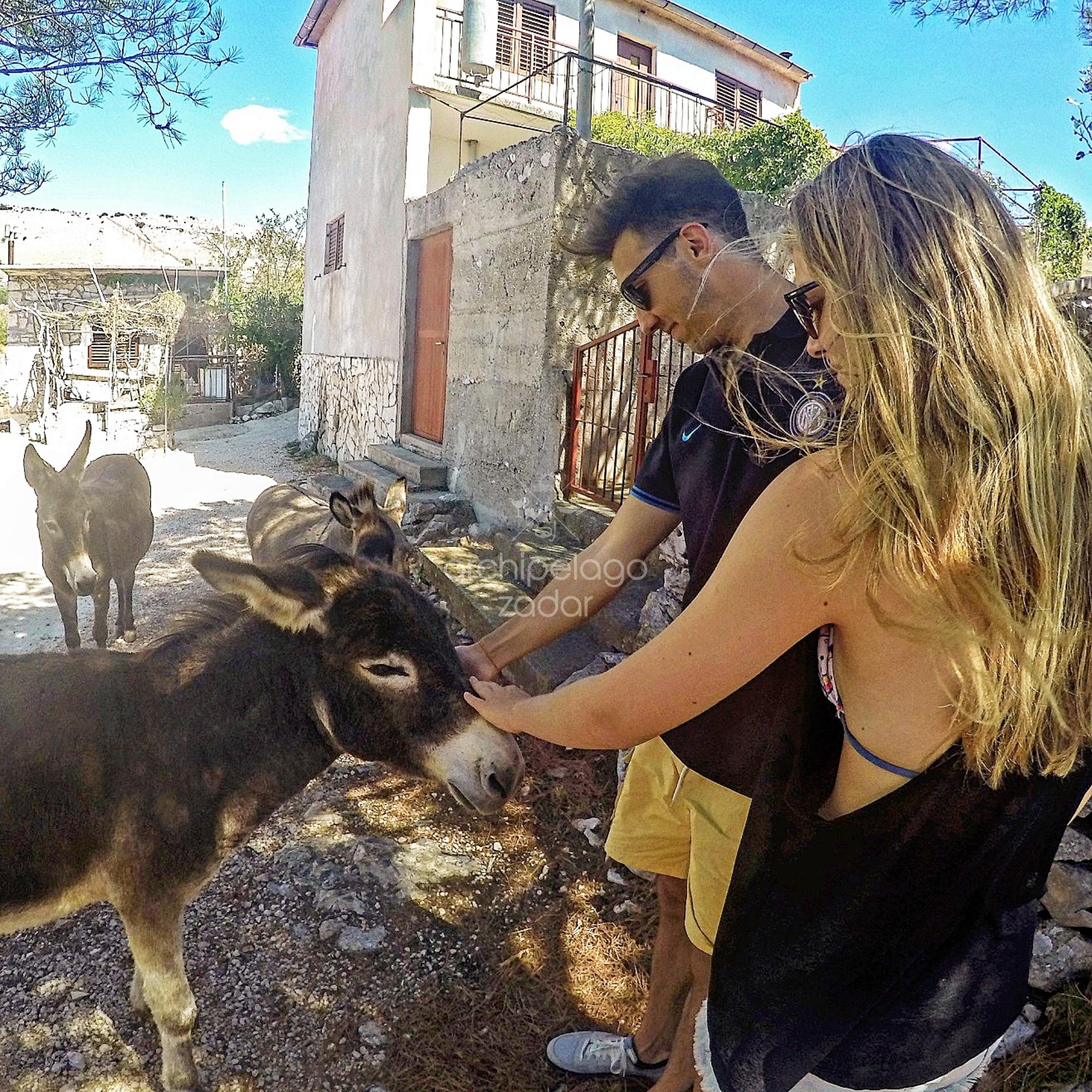 team building in Zadar dalmatian donkey