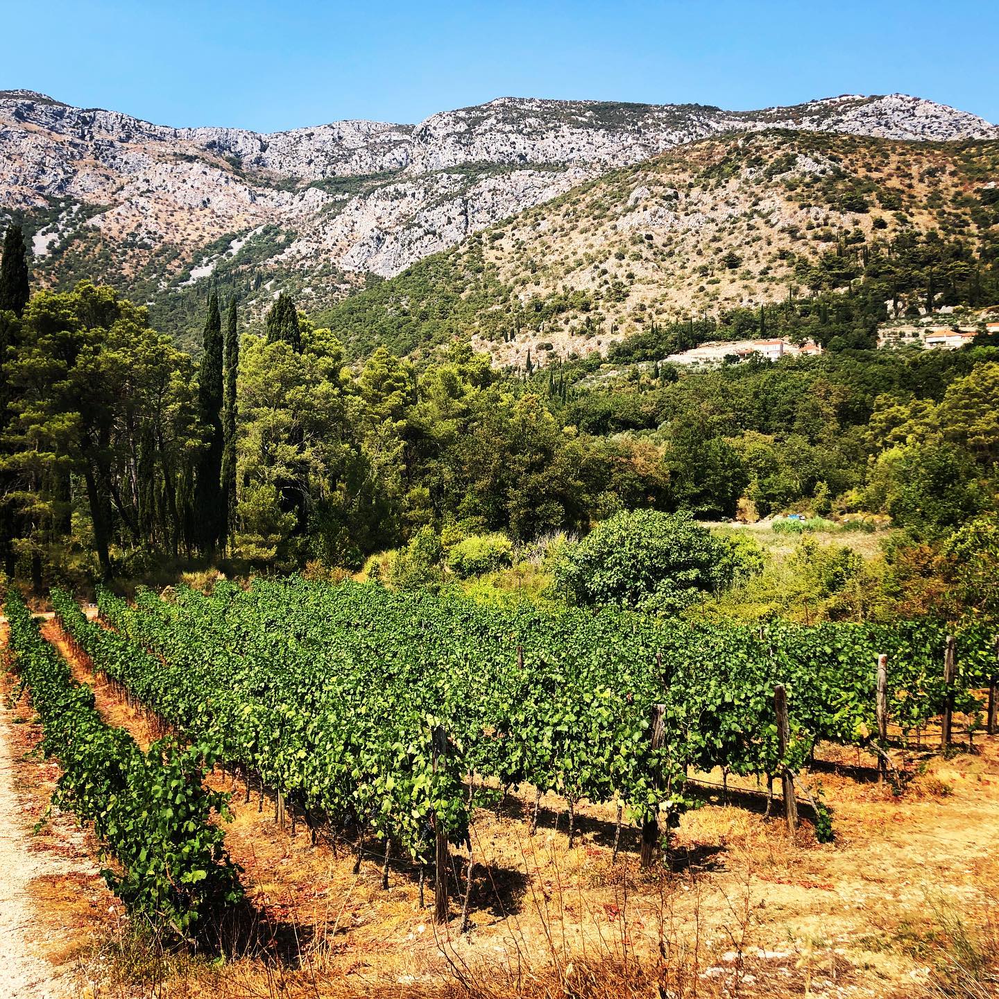 Vineyards in a hidden valley