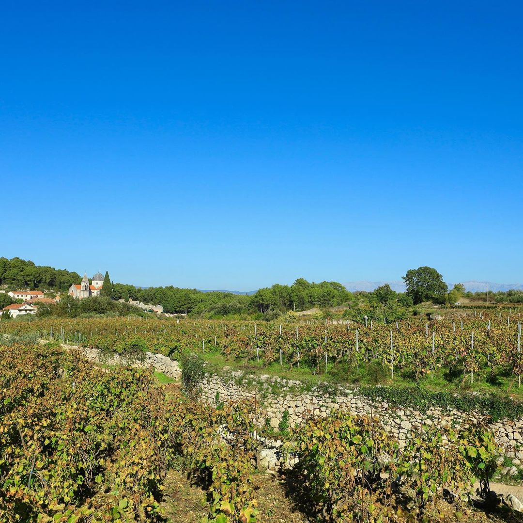 Vineyard on a warm summer day 