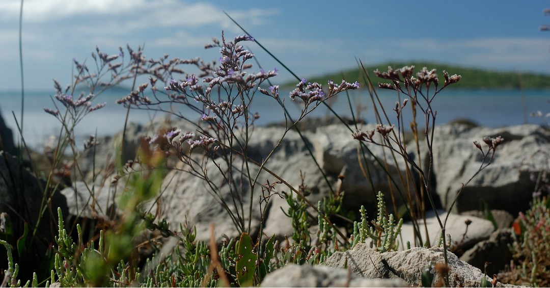 A natural detail with the sea in the background