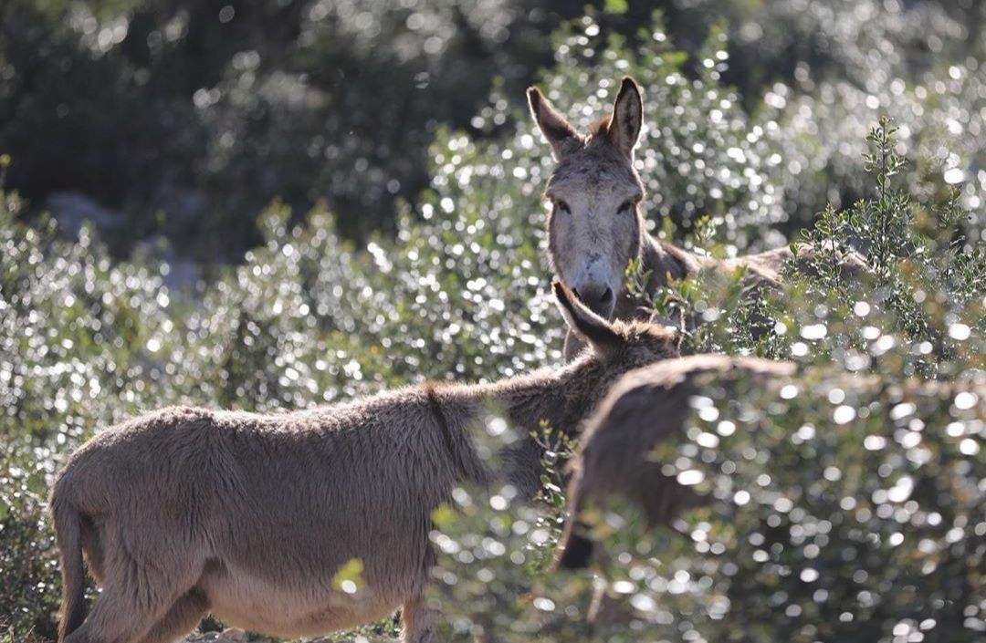 Donkeys grazing in peace