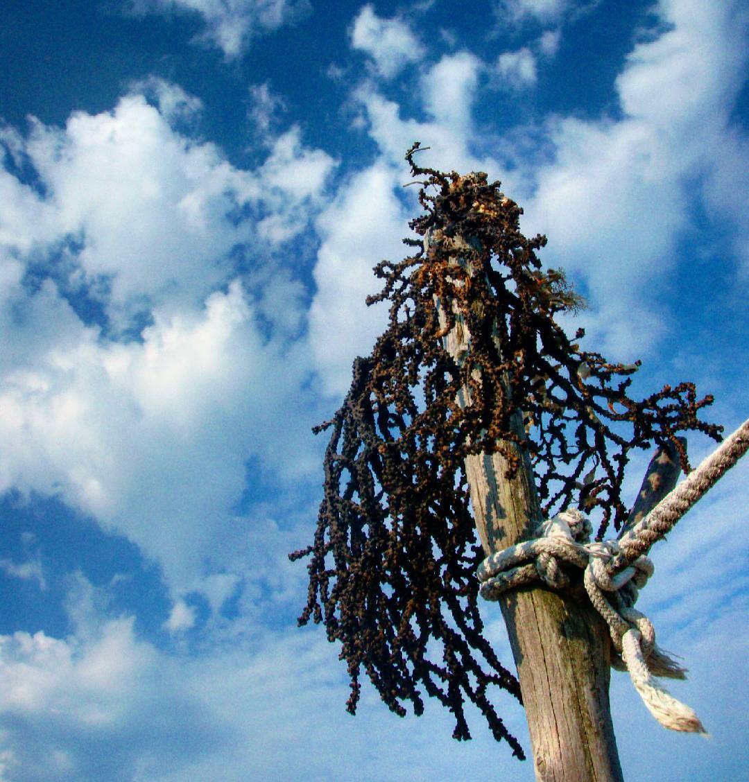 Seaweed swaying in the wind